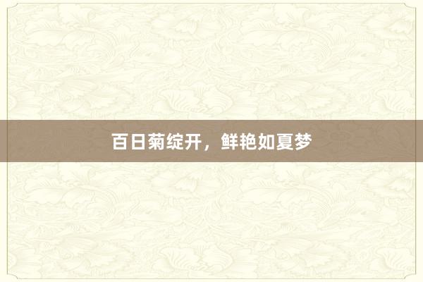 百日菊绽开，鲜艳如夏梦